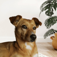 K�hler Immobilien GmbH - B�rohund