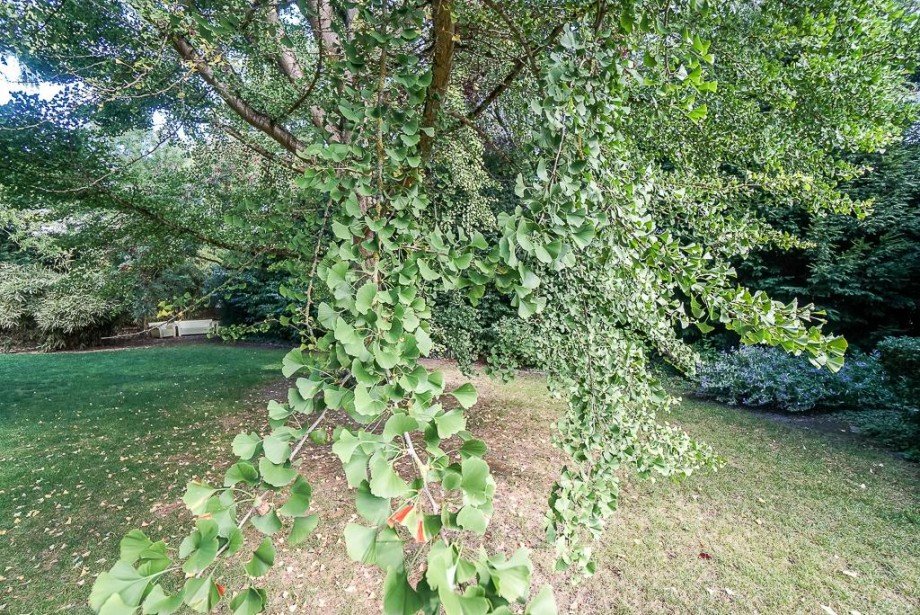 Bauland im privaten Parkgel�nde - Immobilien K�hle Wohngrundst�ck Bodenheim