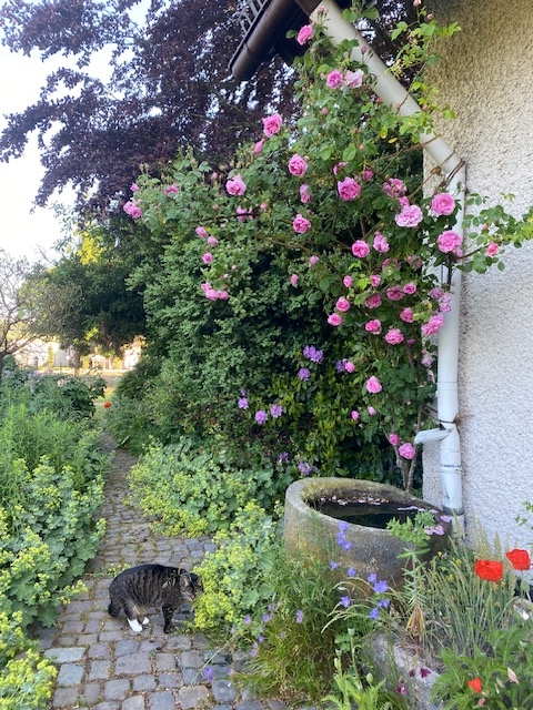 Au�enbereich Grundst�cksgrenze Bach geh�rt nicht dazuK�hler Immobilien GmbH Zweifamilienhaus Todenroth
