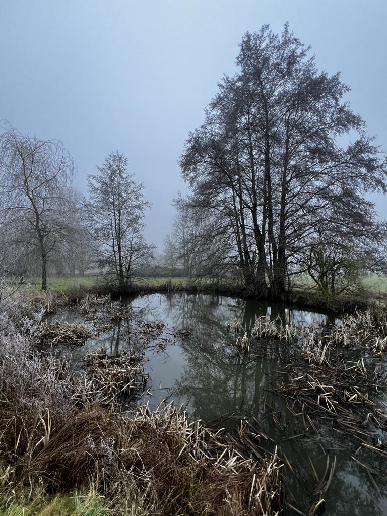 Au�enbereich Teich K�hler Immobilien GmbH Zweifamilienhaus Todenroth