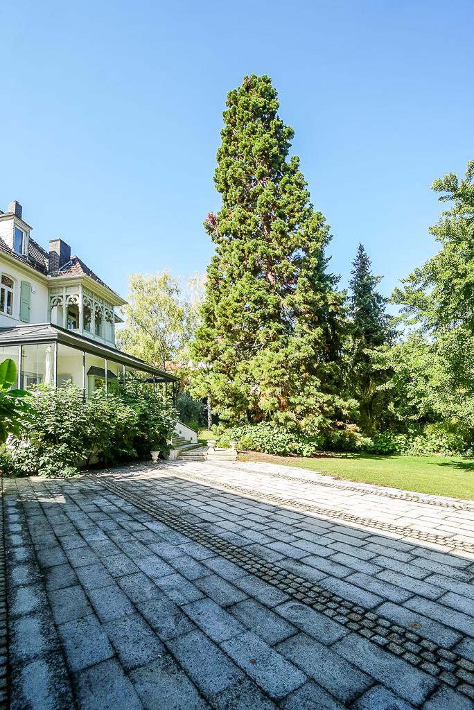 Ansicht mit Mamutbaum Villa Bodenheim