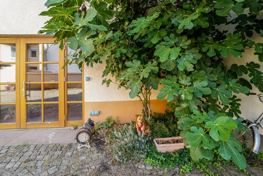 Hofreite Mainz Ebersheim K�hler Immobilien e.K. Bauernhaus Mainz / Ebersheim